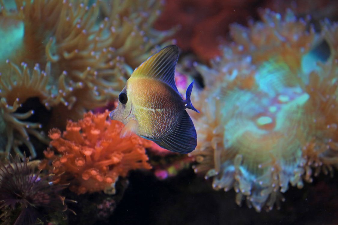 Tropical fish swimming near a colorful coral reef